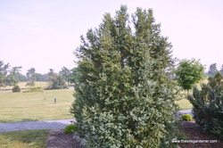 Buxus sempervirens 'Newport Blue' — photo 2
